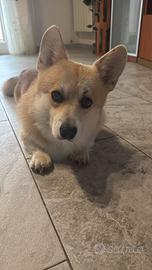 Corgi per monta