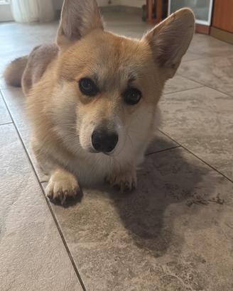 Corgi per monta