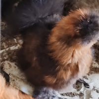 Animali gallo di moroseta