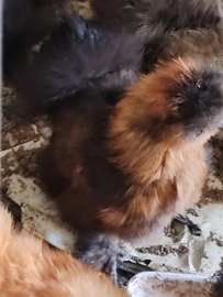 Animali gallo di moroseta