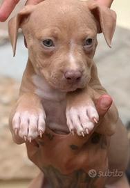 Cucciola di pitbull occhi chiari