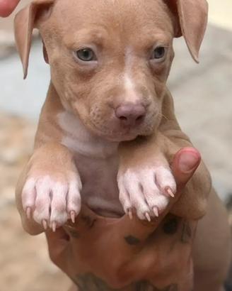 Cucciola di pitbull occhi chiari