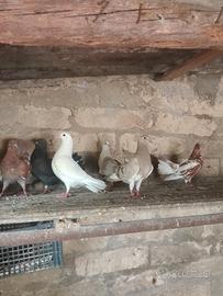 Coppie di colombe