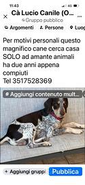 Adottate il mio cane