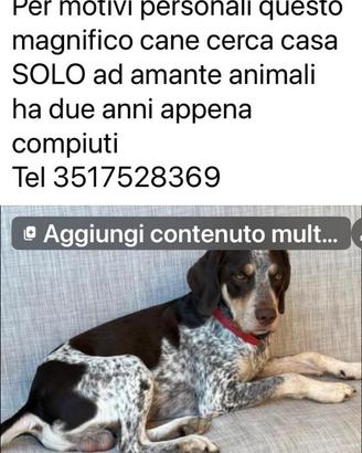 Adottate il mio cane