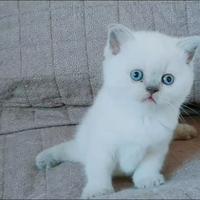 Scottish Straigh & Fold