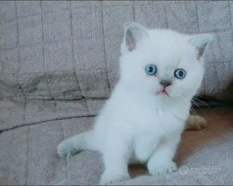 Scottish Straigh & Fold