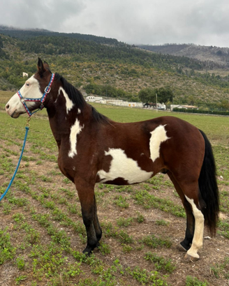 Cavallo