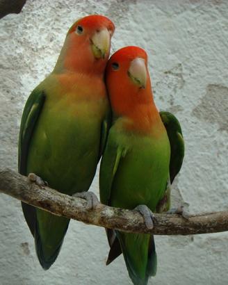 Femmine di inseparabile fischer