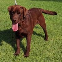 Labrador maschio chocolate per accoppiamento