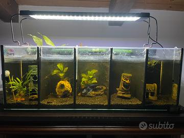 Acquario bettiera