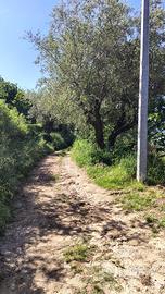 Terreno agricolo