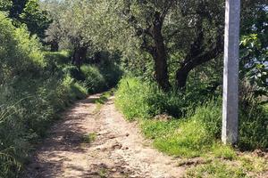 Terreno agricolo