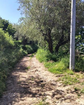 Terreno agricolo
