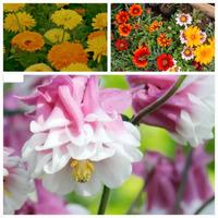 Semi di Gazania Calendula e Aquilegia
