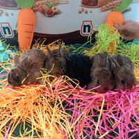 Conigli nani colorati