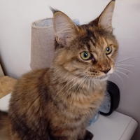 Femminuccia Maine Coon 12 mesi ultima disponibile