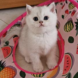 Cuccioli Scottish fold e straight
