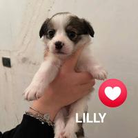Cuccioli taglia medio piccola due mesi