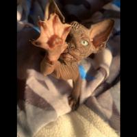 Cuccioli di Sphynx con pedigree