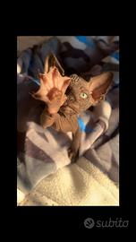 Cuccioli di Sphynx con pedigree