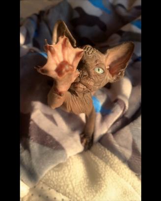 Cuccioli di Sphynx con pedigree