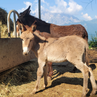 Puledra Asina amiata
