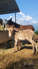 Puledra Asina amiata