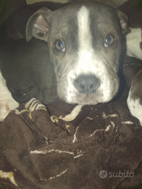Cucciolo American Bully Pocket di 4 mesi