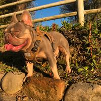 Bulldog francese esotico per riproduzione