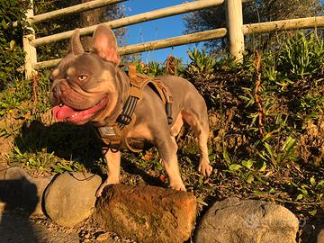 Bulldog francese esotico per riproduzione