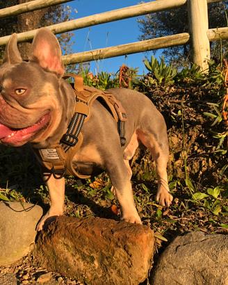 Bulldog francese esotico per riproduzione