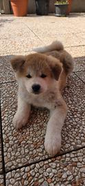 Akita inu anche in 3 rate