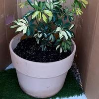 Vaso coccio schefflera