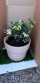 Vaso coccio schefflera