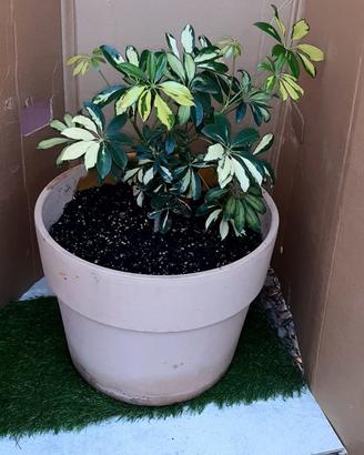 Vaso coccio schefflera