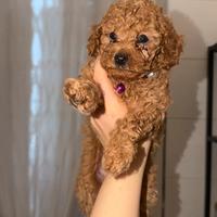 Mini toy disponibili