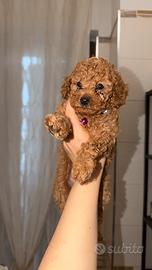 Mini toy disponibili