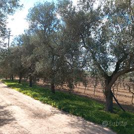 Terreno agricolo uliveto contrada casavecchia