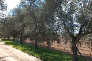 Terreno agricolo uliveto contrada casavecchia