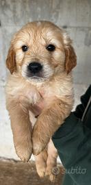 Cuccioli di golden