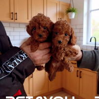 Cuccioli taglia molto piccola