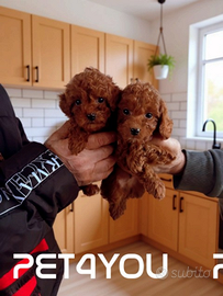 Cuccioli taglia molto piccola