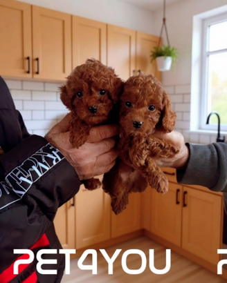 Cuccioli taglia molto piccola