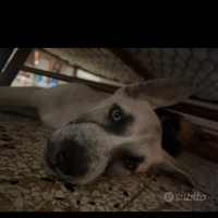 Cane in adozione