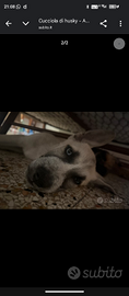 Cane in adozione