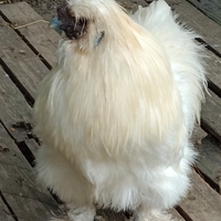 Gallo Moroseta bianco