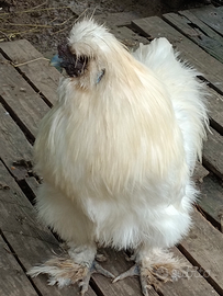 Gallo Moroseta bianco