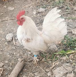 Galletto nano calzato