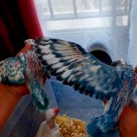 Parrocchetto dal collare viola cleartail